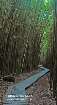Bamboo Forest